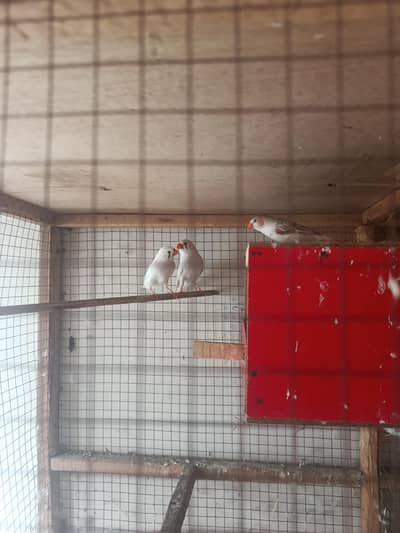 Finches Healthy Active Plus Cage For Sale