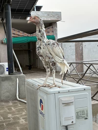 Aseel mianwali homebreed pr male different prices