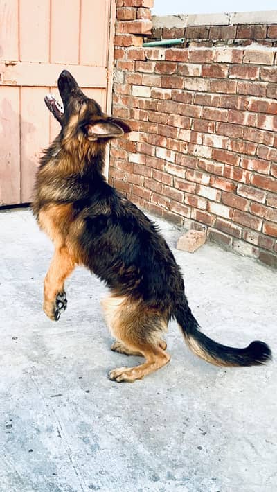 Healthy German Shepherd Available