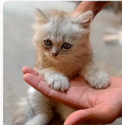 Cute persian kitten
