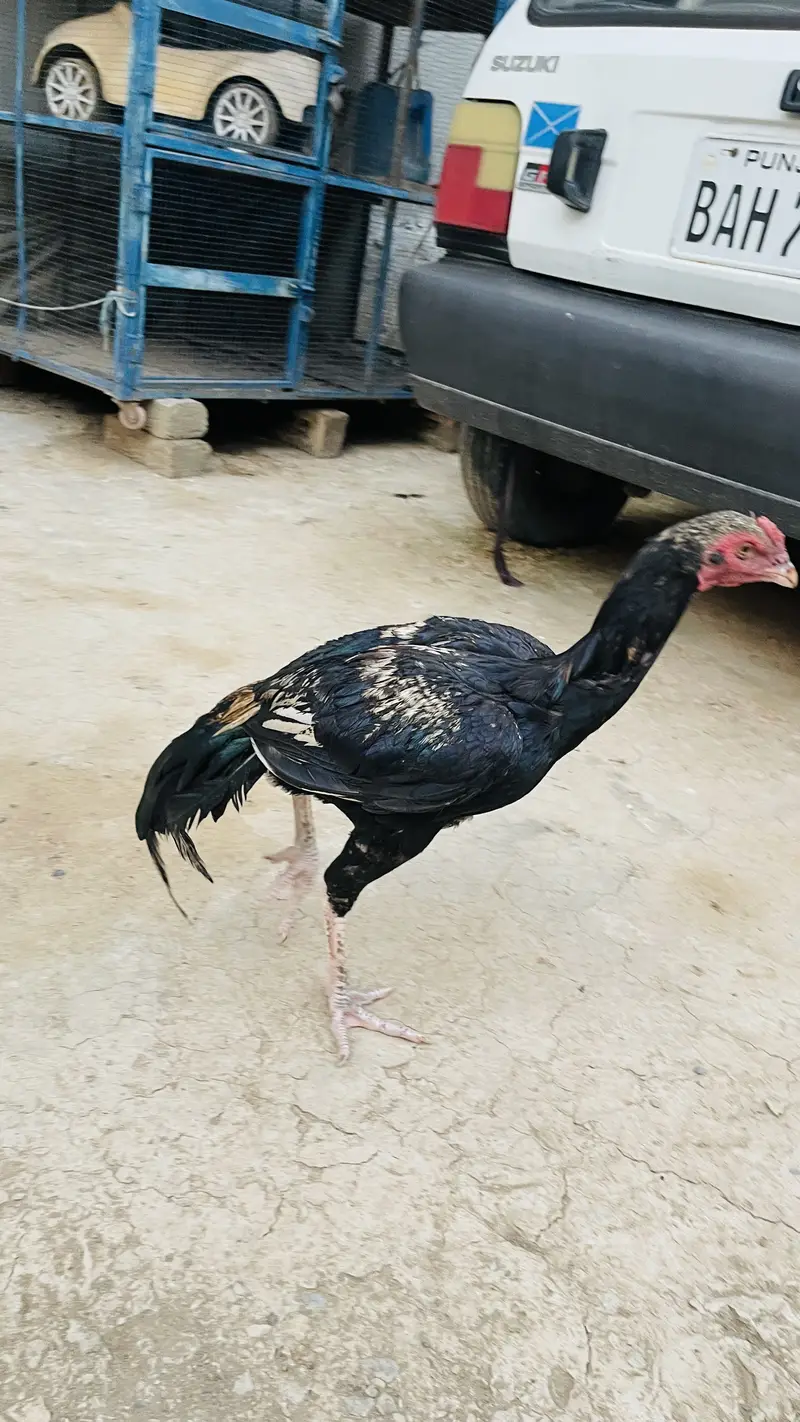 price 3500 pathay location haripur phone no 03434465163 — photo 2