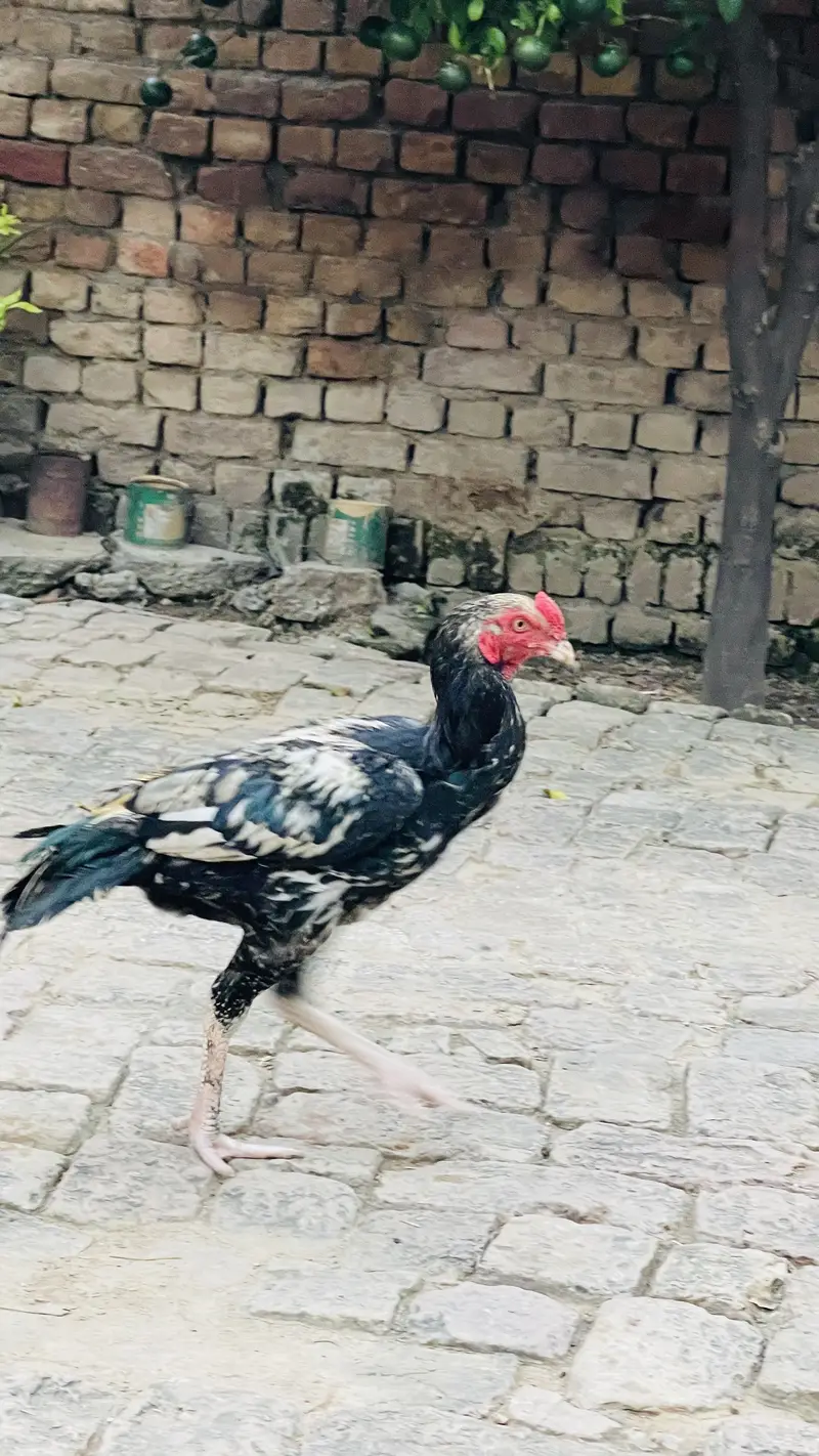 price 3500 pathay location haripur phone no 03434465163 — photo 3