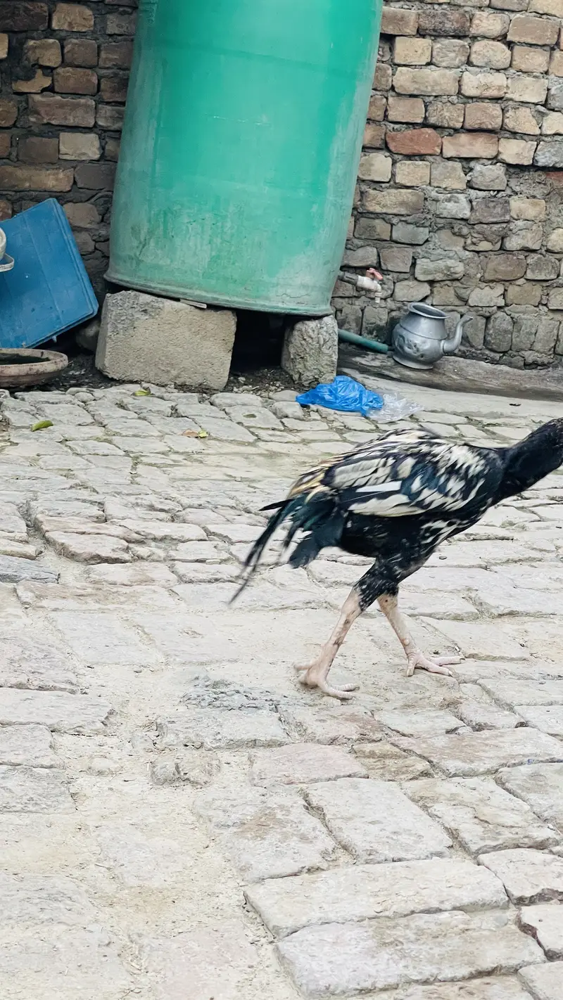 price 3500 pathay location haripur phone no 03434465163 — photo 4