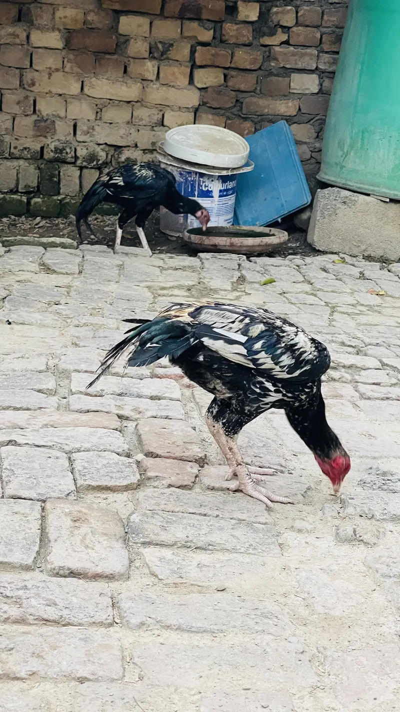 price 3500 pathay location haripur phone no 03434465163 — photo 5