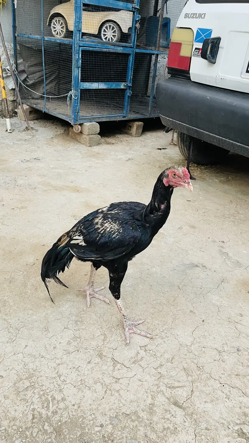 price 3500 pathay location haripur phone no 03434465163 — photo 7