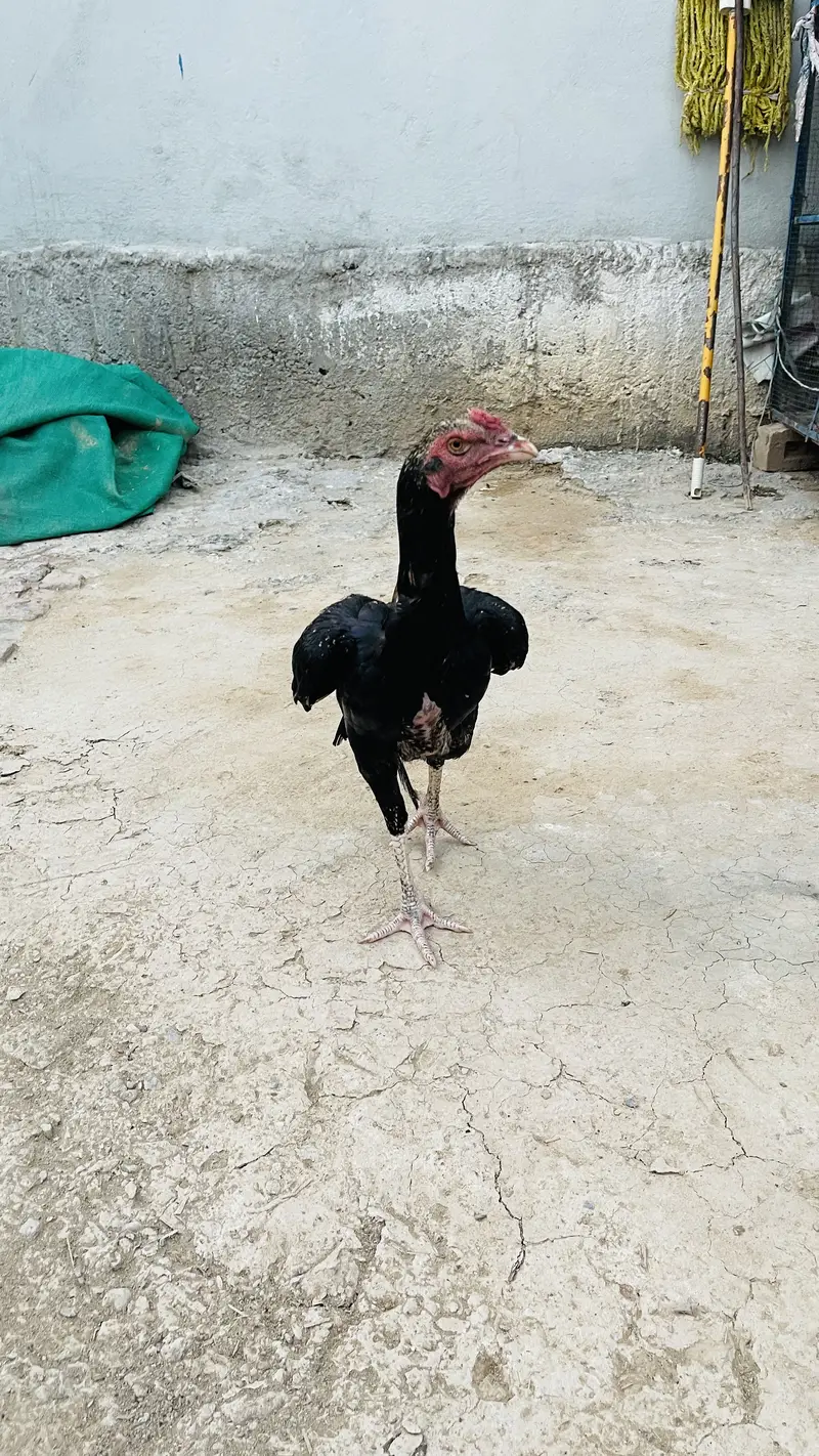 price 3500 pathay location haripur phone no 03434465163 — photo 9