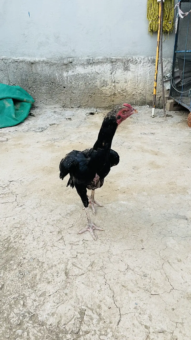price 3500 pathay location haripur phone no 03434465163 — photo 10