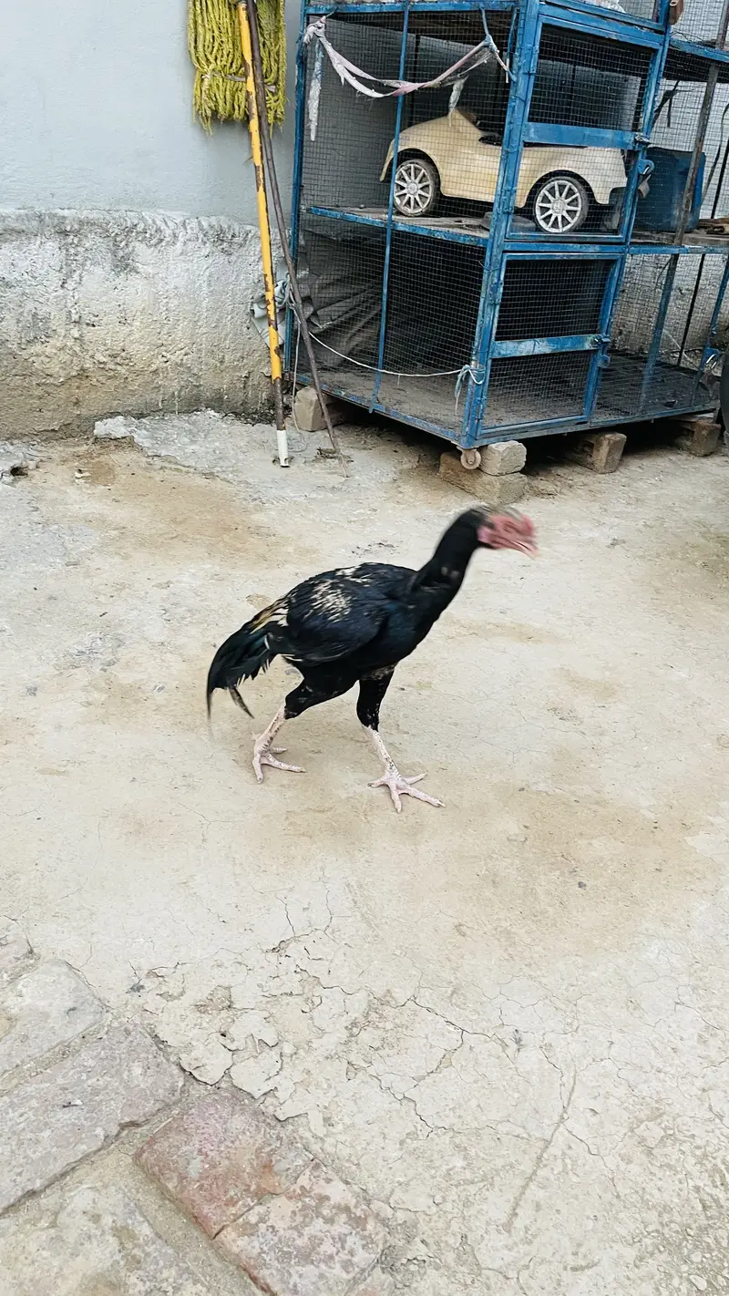 price 3500 pathay location haripur phone no 03434465163 — photo 11
