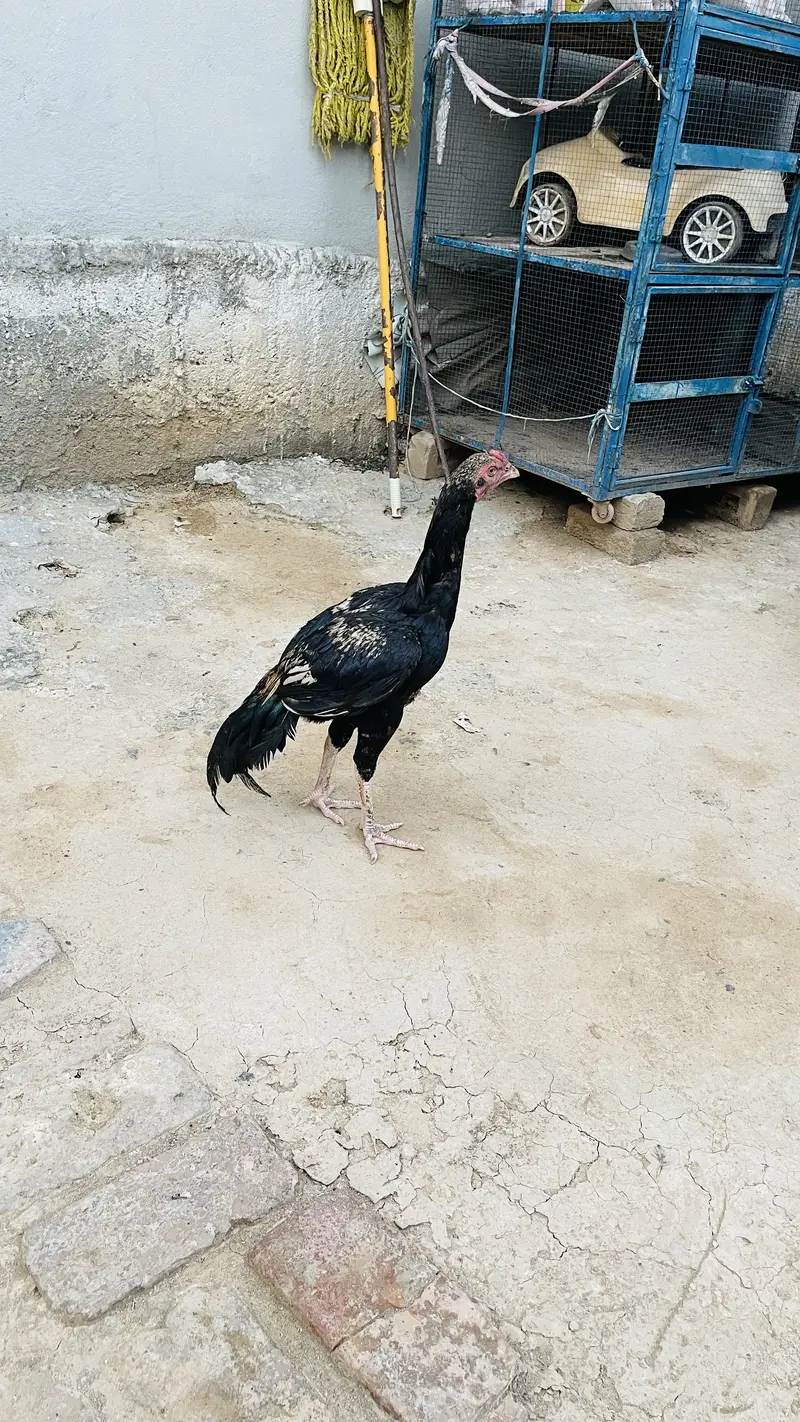 price 3500 pathay location haripur phone no 03434465163 — photo 12