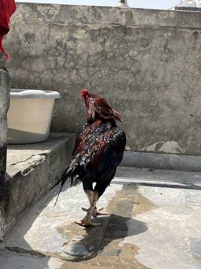 Aseel Murga mashallah piyor mianwali