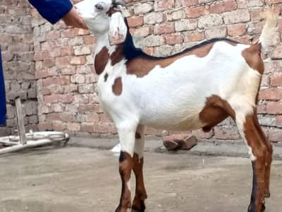 Beautiful Desi bakra 03124949131