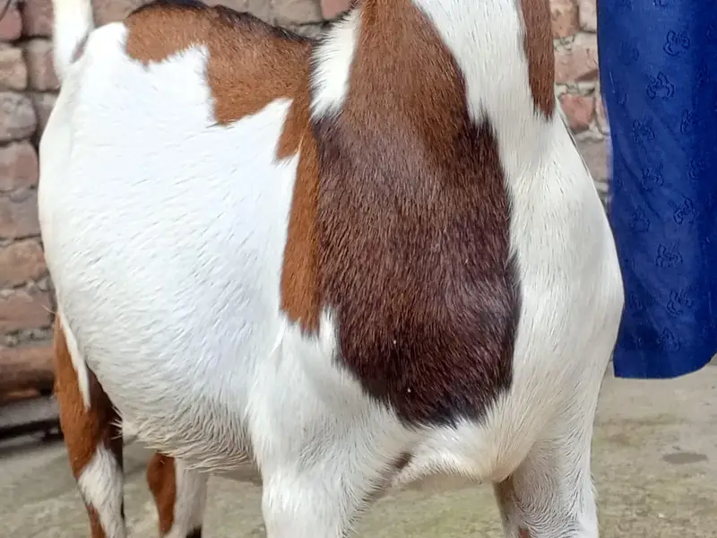 Beautiful Desi bakra 03124949131 — photo 2