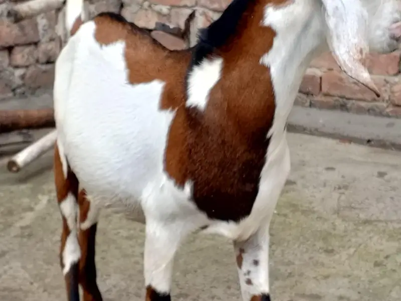 Beautiful Desi bakra 03124949131 — photo 3