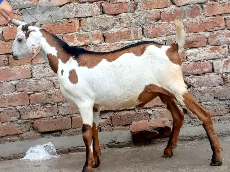 Beautiful Desi bakra 03124949131 — photo 4