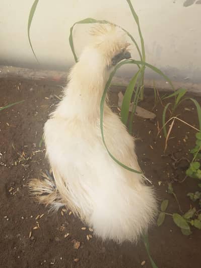 silkie rooster for sale full top notch quality