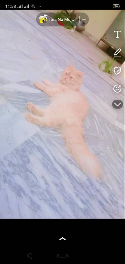 cute cat for sale