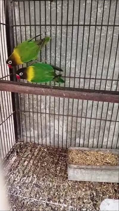 love bird. 03013130804