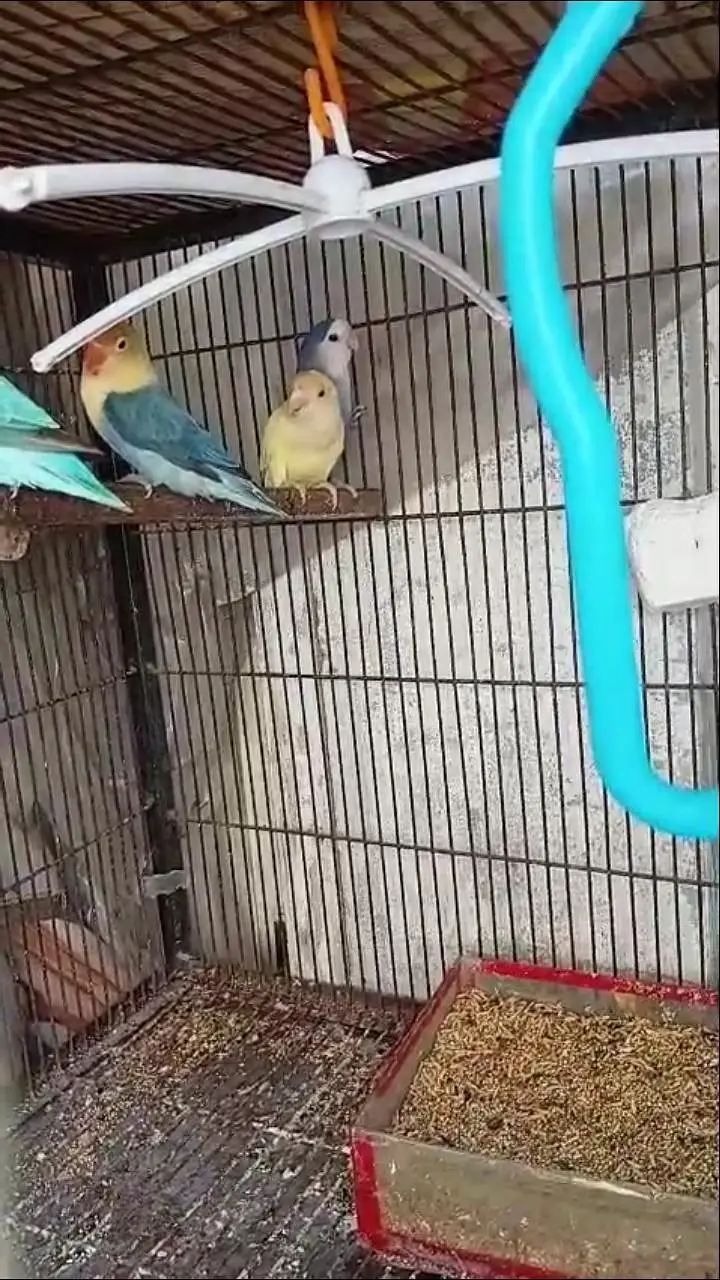 love bird. 03013130804 — photo 2