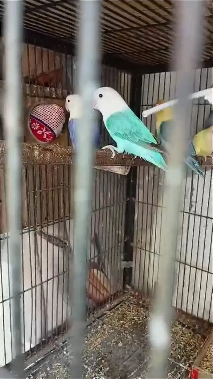 love bird. 03013130804 — photo 3