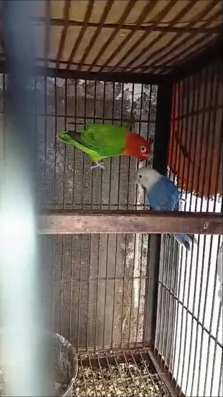love bird. 03013130804 — photo 4