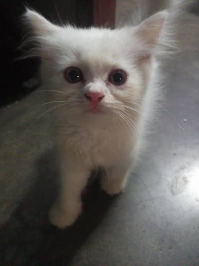 kitten for sale
