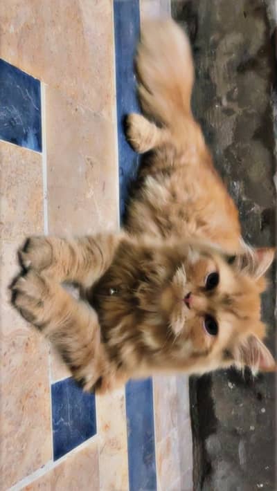 Male Persian Cat for Sale