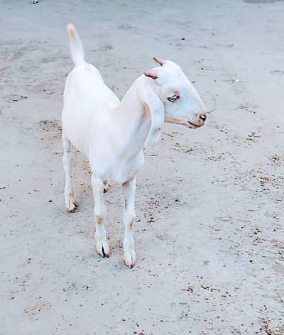 Pet like Male Goat white.