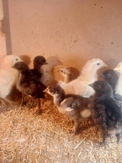 Ayam Cemani 6 Days Old Chicks – Grey Tongue