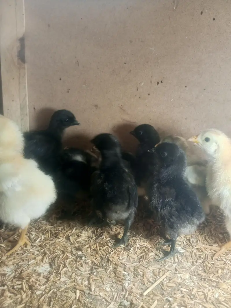 Ayam Cemani 6 Days Old Chicks – Grey Tongue — photo 2