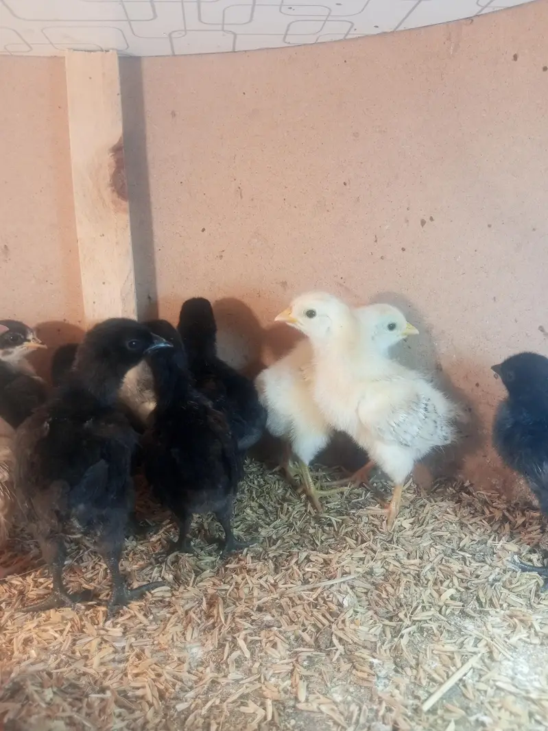 Ayam Cemani 6 Days Old Chicks – Grey Tongue — photo 3