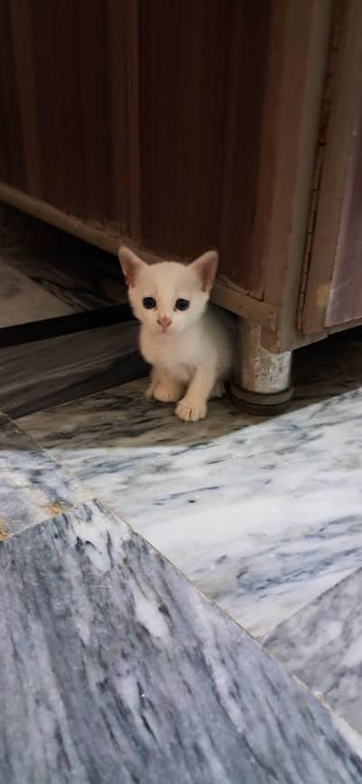 Cat with Kittens Available for Adoption