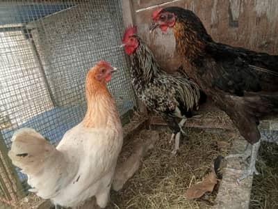1 misri murgaa aur 2 misri murgiyan for sale