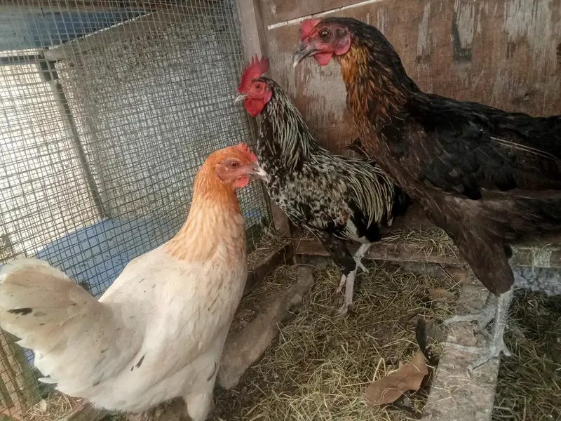 1 misri murgaa aur 2 misri murgiyan for sale — photo 2