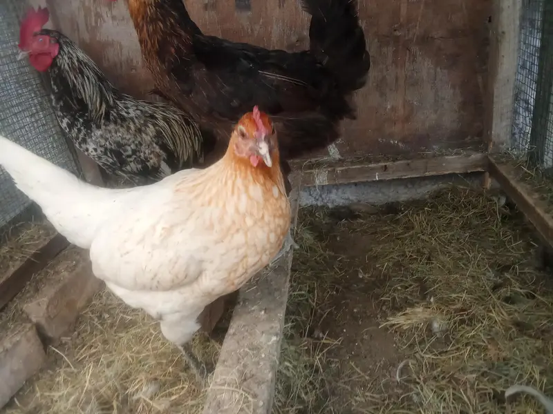 1 misri murgaa aur 2 misri murgiyan for sale — photo 3