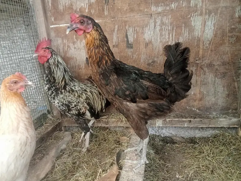 1 misri murgaa aur 2 misri murgiyan for sale — photo 4