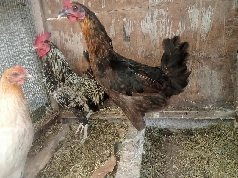 1 misri murgaa aur 2 misri murgiyan for sale — photo 5