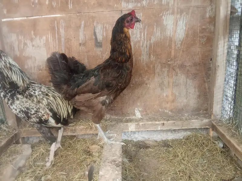 1 misri murgaa aur 2 misri murgiyan for sale — photo 6