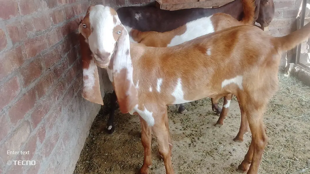 Gajra Beetal Goats Pair (7 Months) - Pure Breed — photo 3