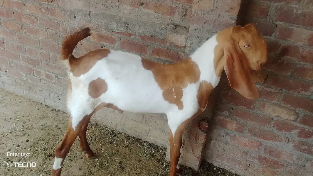 Gajra Beetal Goats Pair (7 Months) - Pure Breed — photo 4