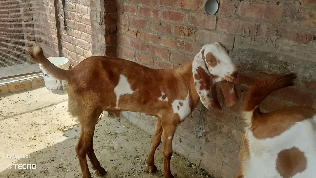 Gajra Beetal Goats Pair (7 Months) - Pure Breed — photo 5