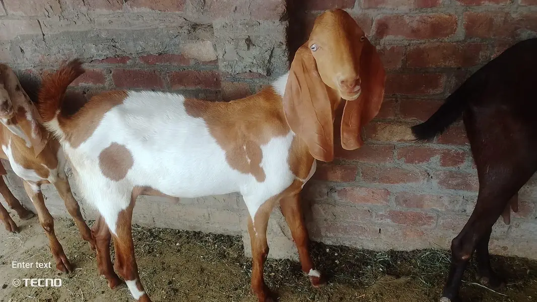 Gajra Beetal Goats Pair (7 Months) - Pure Breed — photo 2