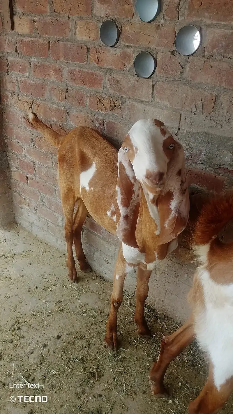 Gajra Beetal Goats Pair (7 Months) - Pure Breed — photo 6