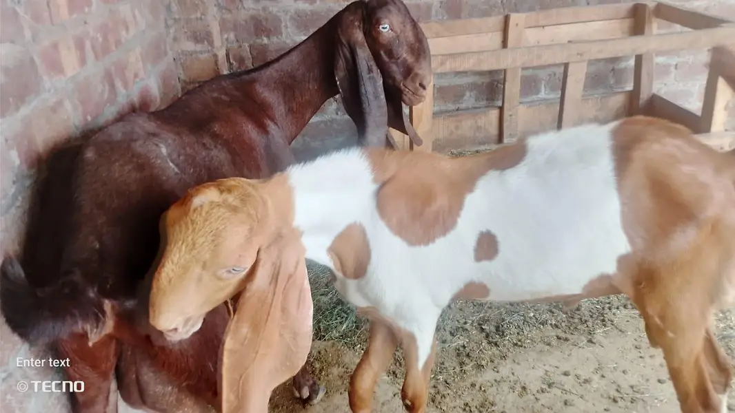 Gajra Beetal Goats Pair (7 Months) - Pure Breed — photo 7