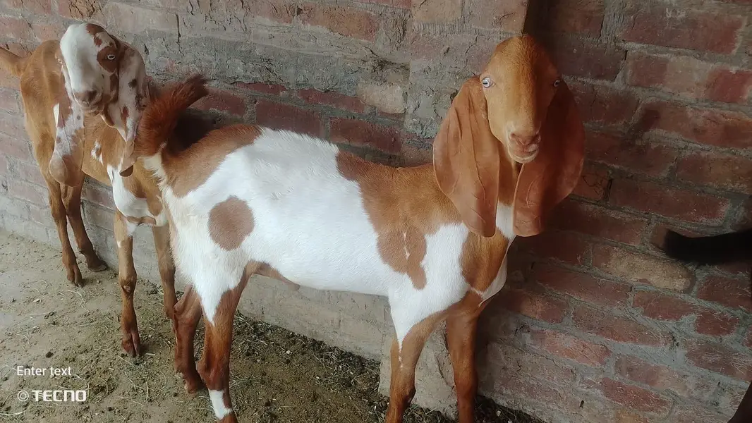 Gajra Beetal Goats Pair (7 Months) - Pure Breed — photo 8