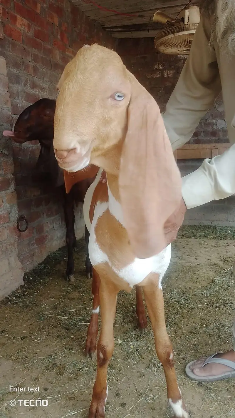 Gajra Beetal Goats Pair (7 Months) - Pure Breed — photo 9