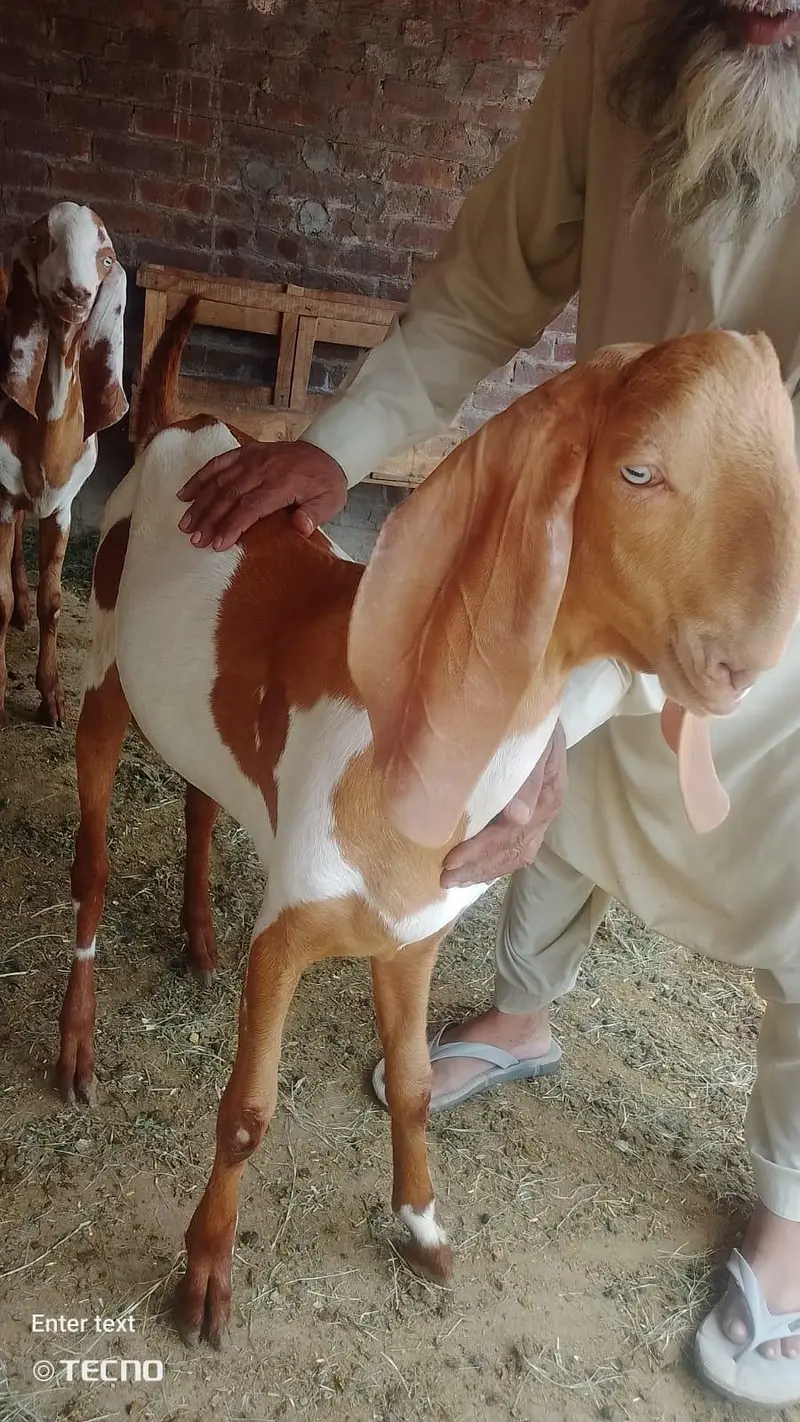 Gajra Beetal Goats Pair (7 Months) - Pure Breed — photo 10
