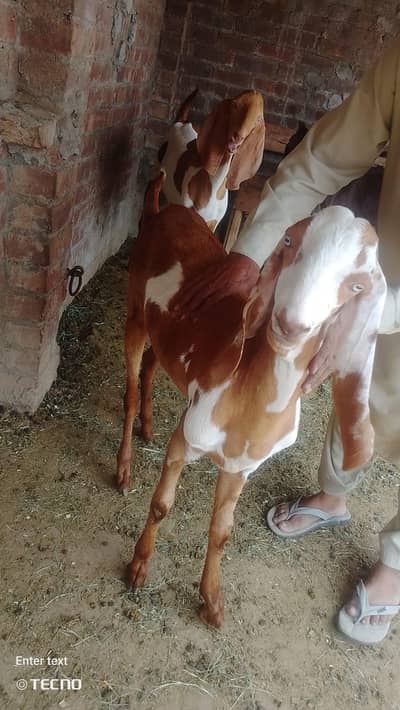 Gajra Beetal Goats Pair (7 Months) - Pure Breed