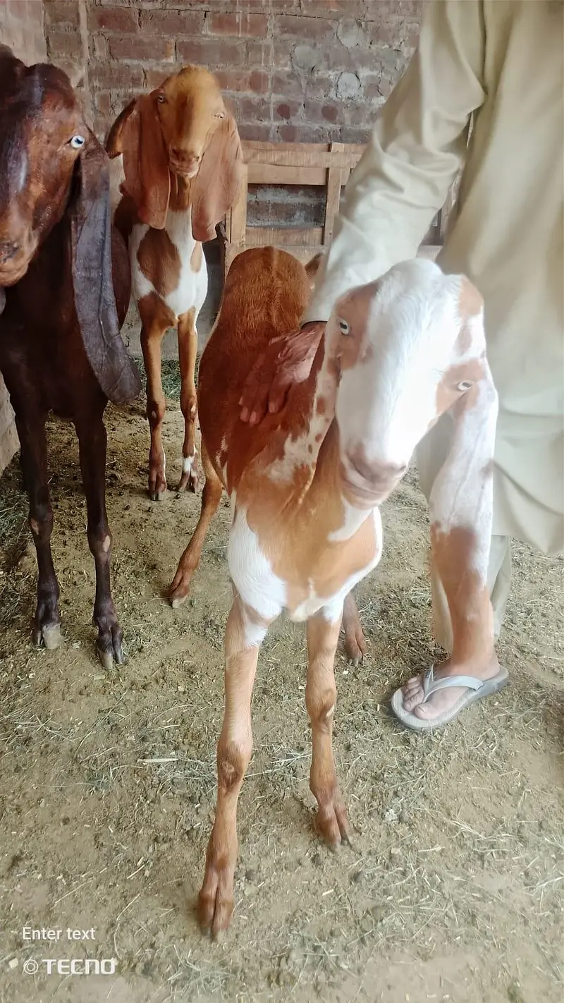 Gajra Beetal Goats Pair (7 Months) - Pure Breed — photo 12