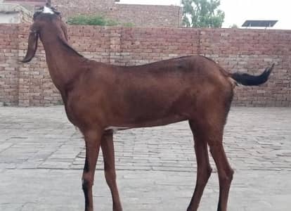 Nagri Path Gaban 1 Maheena 2 dant