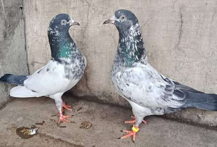 Teddy Pigeons